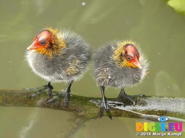 FZ030253 Coot chicks standing on branch (Fulica atra)